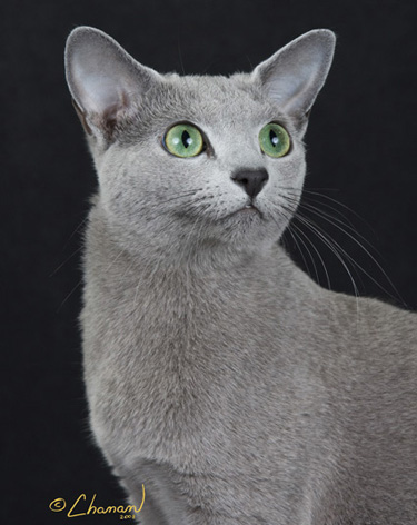 Platina Luna's Blade Runner